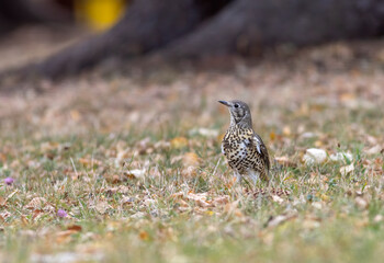 Mistle Thrush sitting on the ground