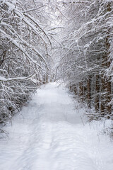 Fototapeta premium Forest with snowy Larch trees over a footpath
