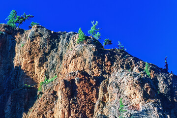 Trees growing on a rock formation