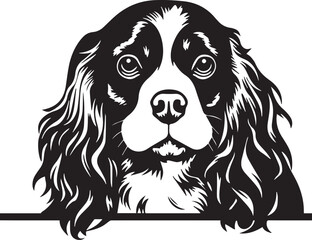 black and white spaniel dog