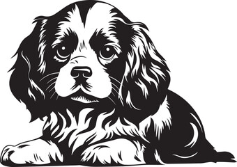 black and white spaniel puppy