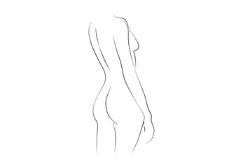 Graceful female body view from back vector illustration. Line art female body drawing. Premium vector. Pro vector. 