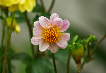 Beautiful dalia flower in the garden - 688040713