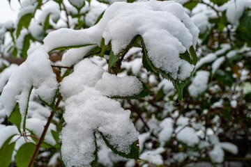 snow covered branches