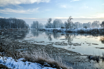 snow-covered reeds and trees on the shore of a river Warta during winter - obrazy, fototapety, plakaty