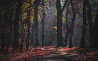 atmospheric dark foggy autumn forest or park