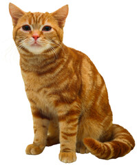 Cute Brown Cat beautiful kitty in transparent background