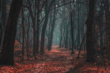 an atmospheric dark foggy autumn forest or park with bare tree trunks