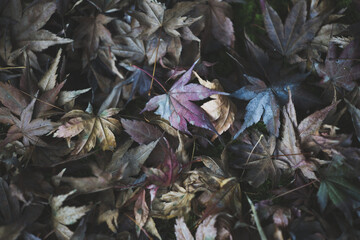 紅葉　フリースペース