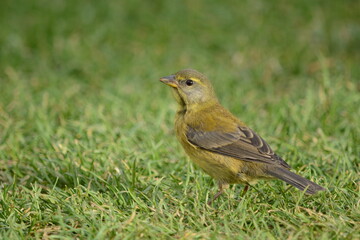 Chilean Bird