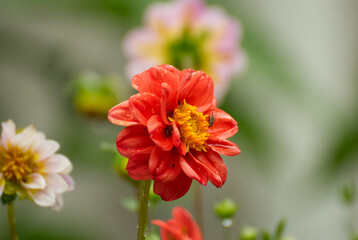 Beautiful dalia flower in the garden