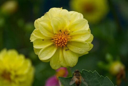 Beautiful dalia flower in the garden