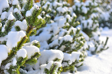 Winter wallpaper nature, christmas tree branches covered with snow