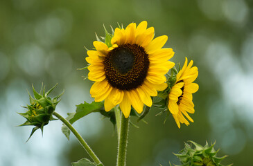 Beautyful sunflower close up in the garden