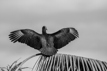 black vulture sitting in costa rica