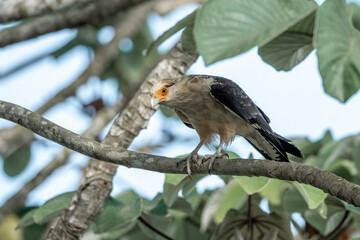 yellow headed caracara sitting in tree Costa Rica