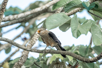 yellow headed caracara sitting in tree Costa Rica
