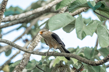 yellow headed caracara sitting in tree Costa Rica