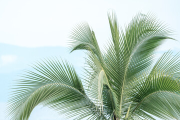 Naklejka premium Tropical palm tree vibes vibrant colours travel Costa Rica