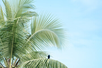 Fototapeta premium Tropical palm tree vibes vibrant colours travel Costa Rica