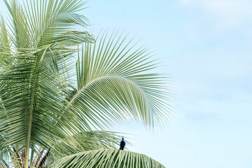 Fototapeta na wymiar Tropical palm tree vibes vibrant colours travel Costa Rica