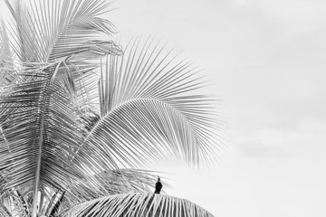 Fotobehang Tropical palm tree vibes vibrant colours travel Costa Rica © PIC by Femke