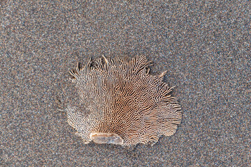 washed on the beach bleached coral