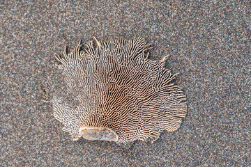 washed on the beach bleached coral