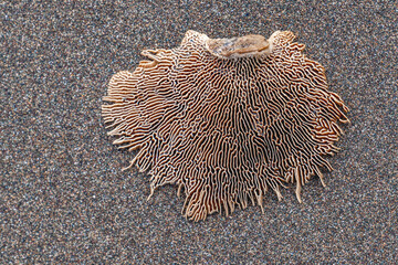 washed on the beach bleached coral