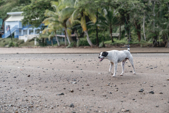 Happy playful black and white stray dog at the beach having fun and play