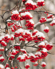 Rowan berries covered with snow at wintertime.