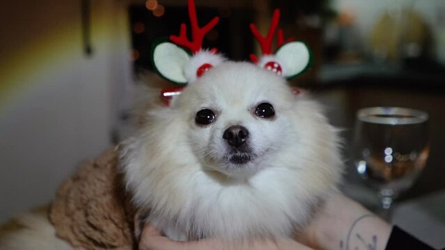 New Year's Pomeranian dog with reindeer horns decorated for the New Year, close-up looking at the camera before the 2024 celebration