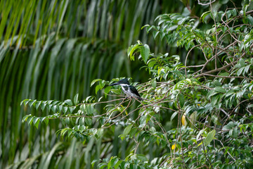 Green king fisher sitting on branch