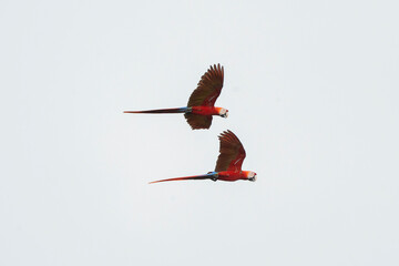 Two scarlet macaw parrots flying birds in the sky © PIC by Femke