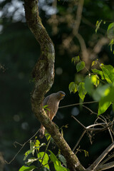 Fototapeta premium Roadside hawk sitting on branch in Costa Rica travel bird