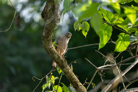 Roadside hawk sitting on branch in Costa Rica travel bird