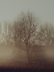 Fototapeta na wymiar A misty morning with a crow in a tree