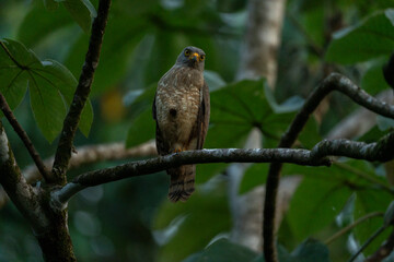 Roadside hawk sitting on branch in Costa Rica travel bird