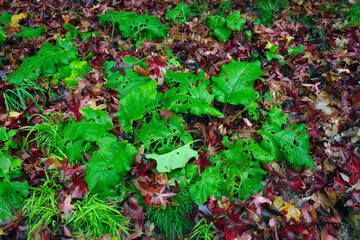 red and green leaves