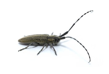 Agapanthia cardui is a species of beetle of the Cerambycidae family, Lamiinae subfamily, which inhabits most of Europe, especially Spain, on white background