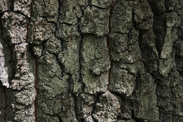 Bark of the Pedunculate Oak, Quercus robur, Germany, Background, Texture
