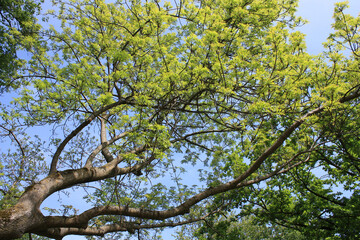 Ash Tree, Fraxinus excelsior, Germany
