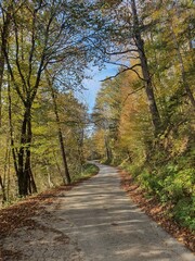 Fototapeta na wymiar Beautiful road in autumn forest in Slovenia