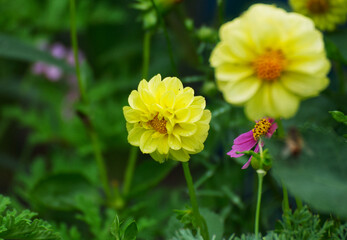 Beautiful dalia flower in the garden - 688055120