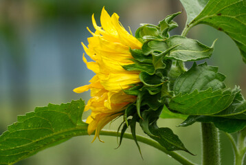 Beautyful sunflower close up in the garden - 688055140