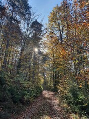 Wonderful autumn scenery: Idyllic forest path near Poljane nad Skofjo Loko in Slovenia