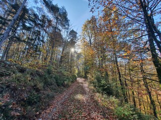 Wonderful autumn scenery: Idyllic forest path near Poljane nad Skofjo Loko in Slovenia