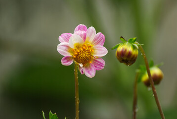 Beautiful dalia flower in the garden - 688055597