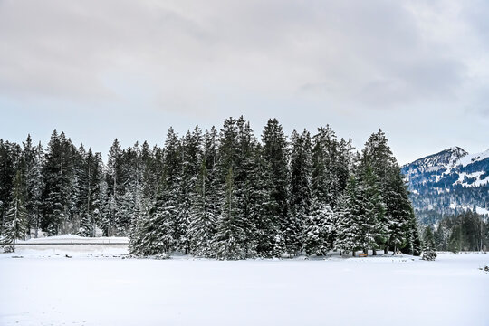 Lenzerheide, Valbella, Heidsee, Bergsee, Uferweg, Wanderweg, Winterwanderung, Langlauf, Loipe, Winterlandschaft, Seeufer, Alpen, Wald, Tannen, Eis, Winter, Graub&uuml;nden, Schweiz