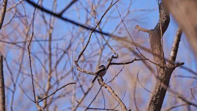 long-tailed tit sits on a branch and flies away